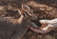 Studying In Australia