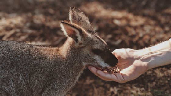 Studying In Australia